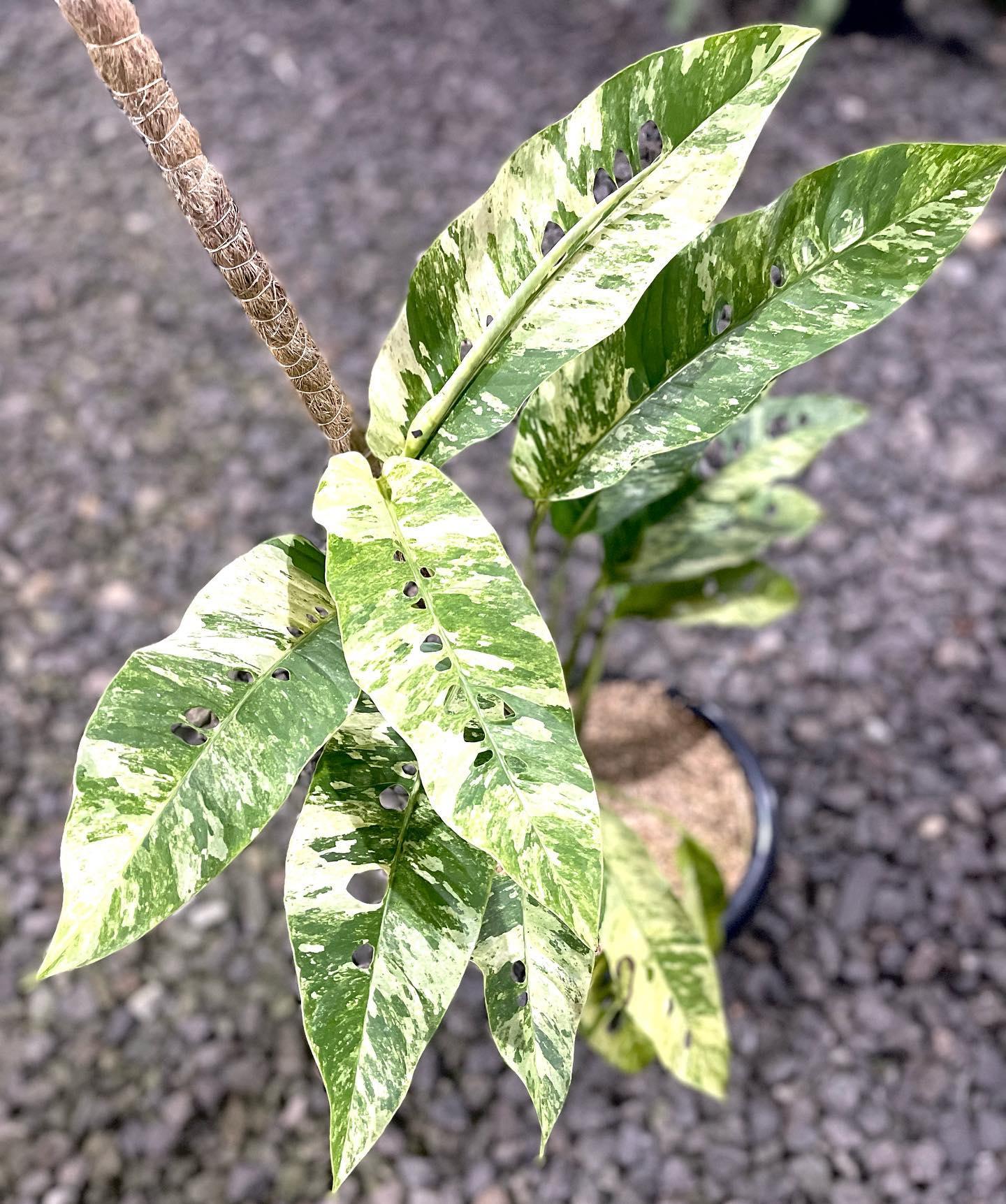 Rhaphidophora Foraminifera Variegated | PLNT